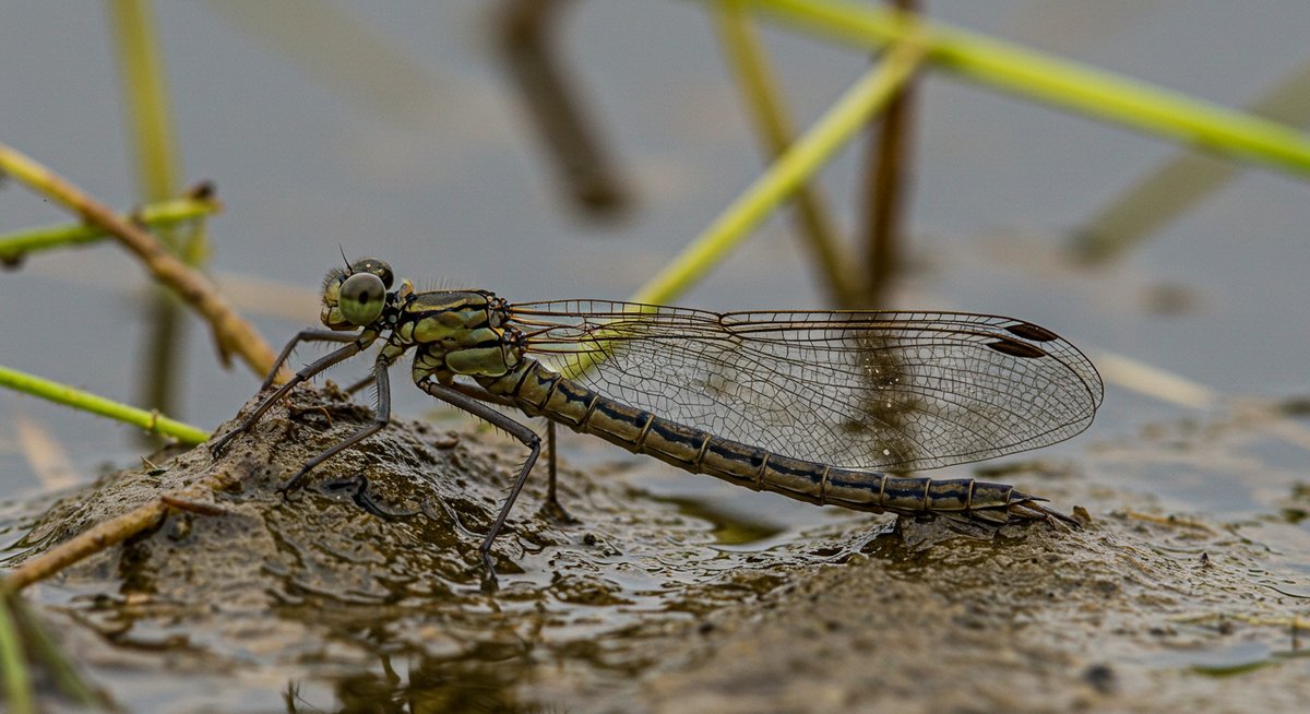 オニヤンマ ヤゴ 大きさ